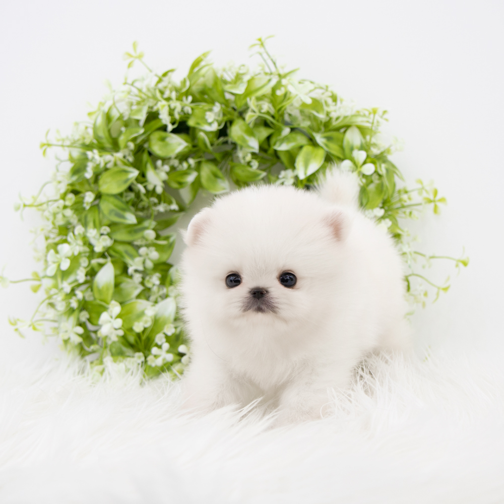 악세사리 화이트 색상 이미지-S1L2
