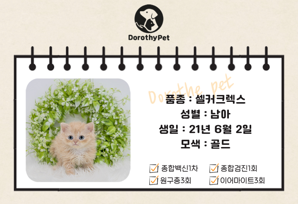 악세사리 상품 이미지-S1L1