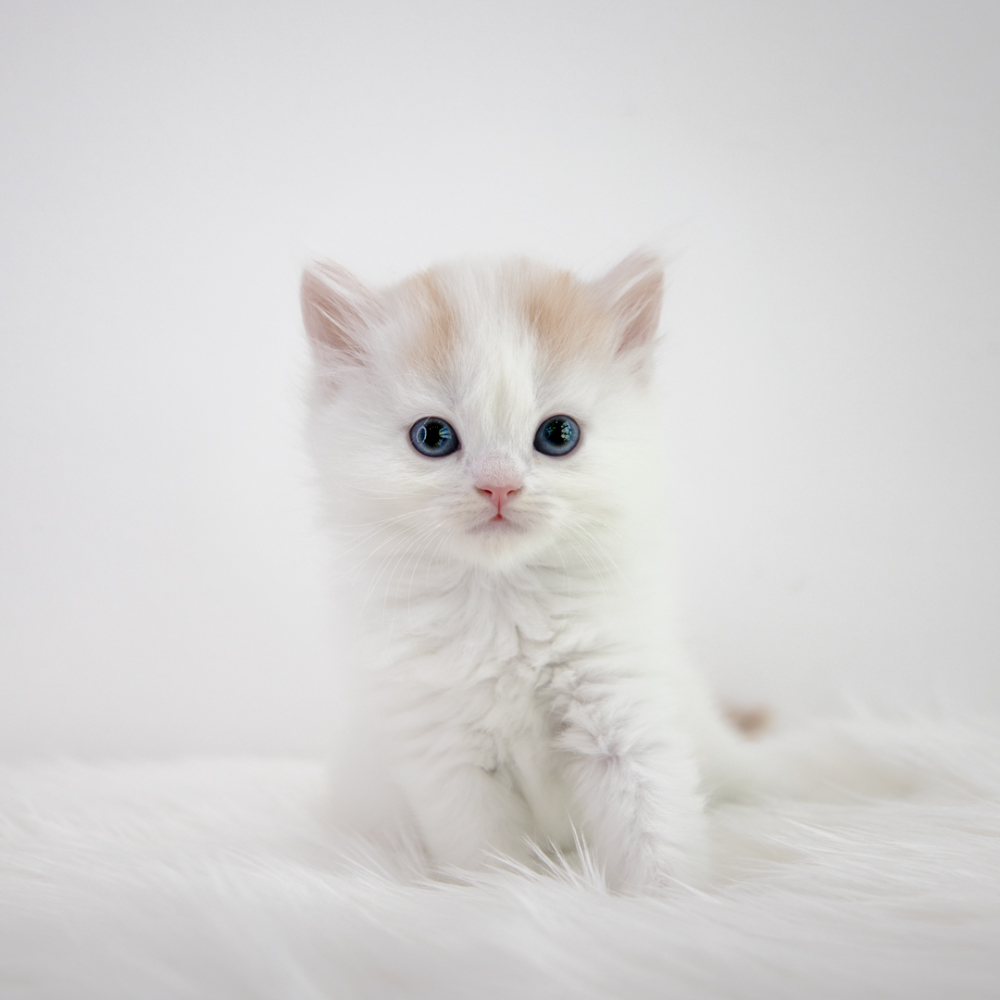 가방 화이트 색상 이미지-S1L2