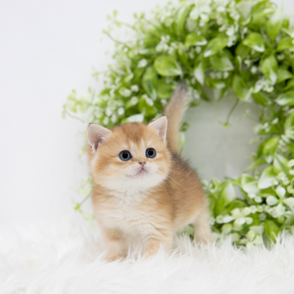 블라우스 모델 착용 이미지-S1L2