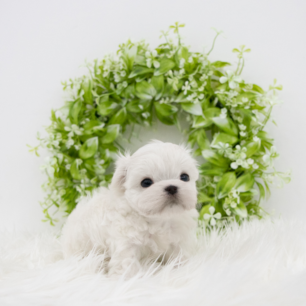 악세사리 올리브 색상 이미지-S1L3