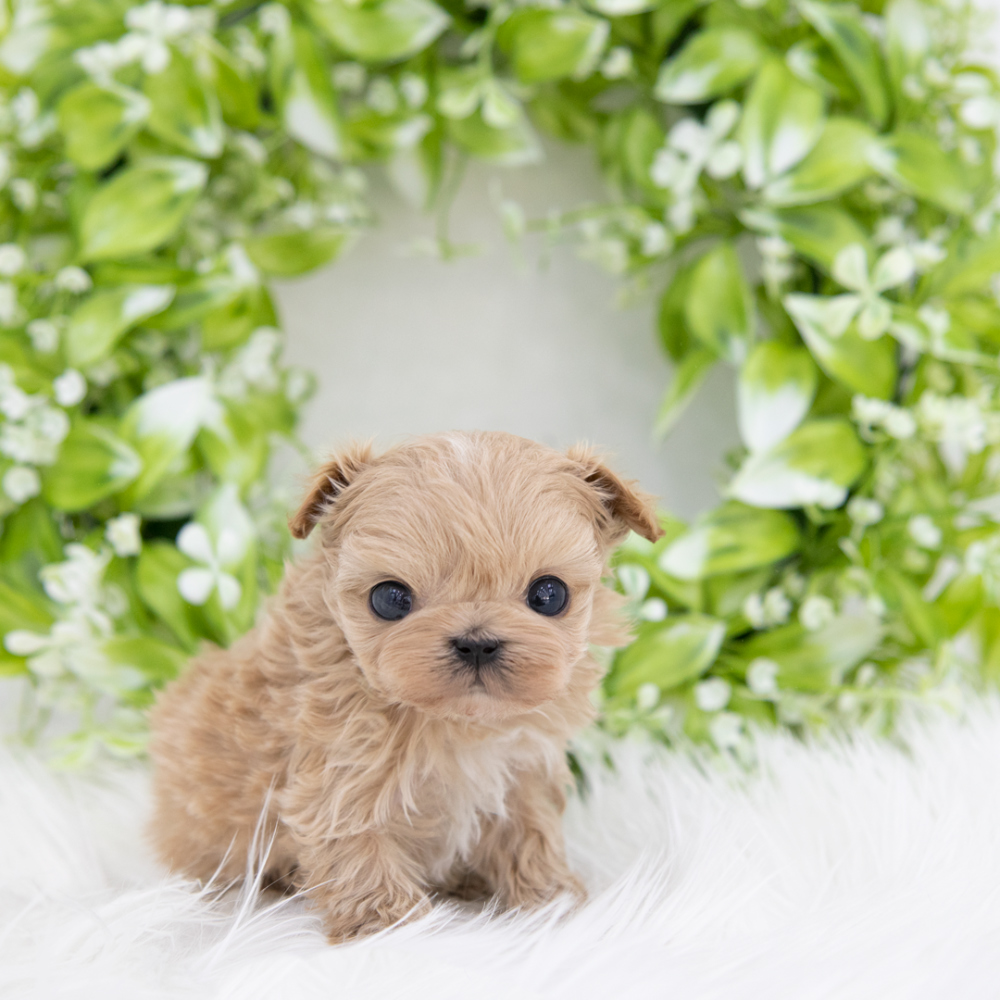 악세사리 크림 색상 이미지-S1L3