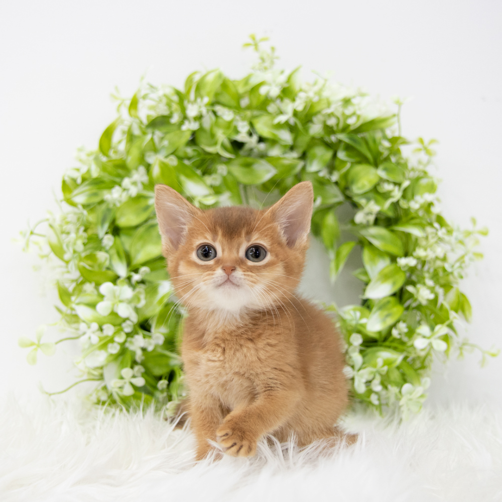 머플러 머스타드 색상 이미지-S1L2