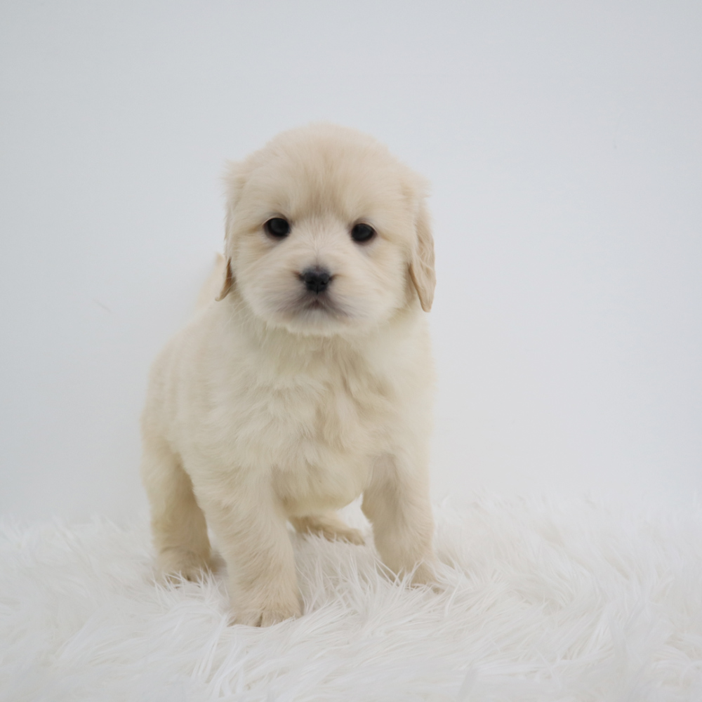 모자 크림 색상 이미지-S1L2