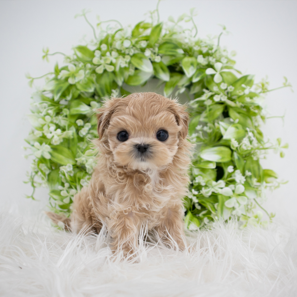 악세사리 머스타드 색상 이미지-S1L3