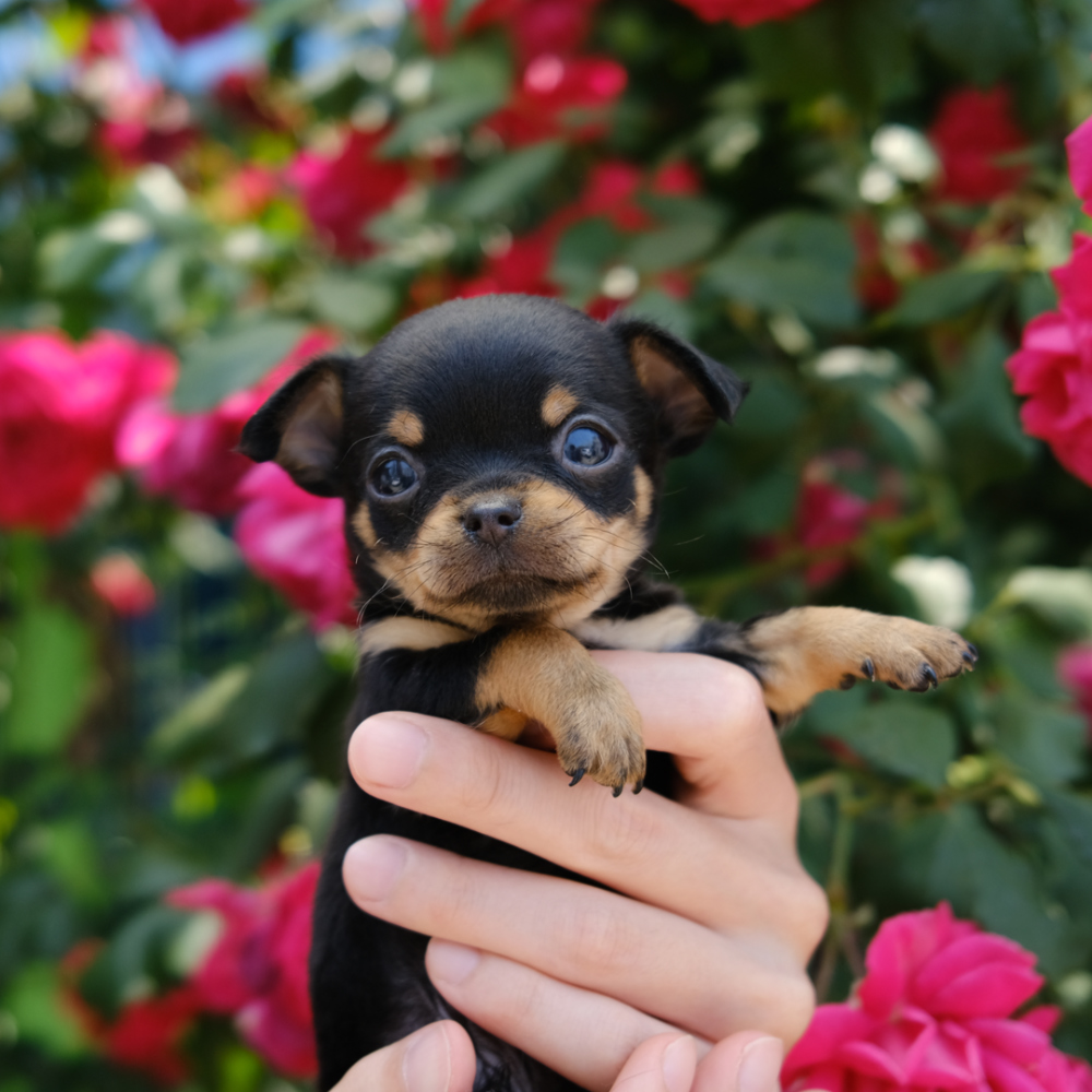 가방 상품상세 이미지-S1L6