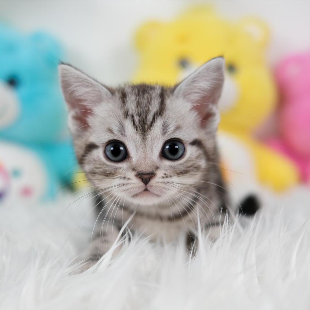 악세사리 상품상세 이미지-S1L3
