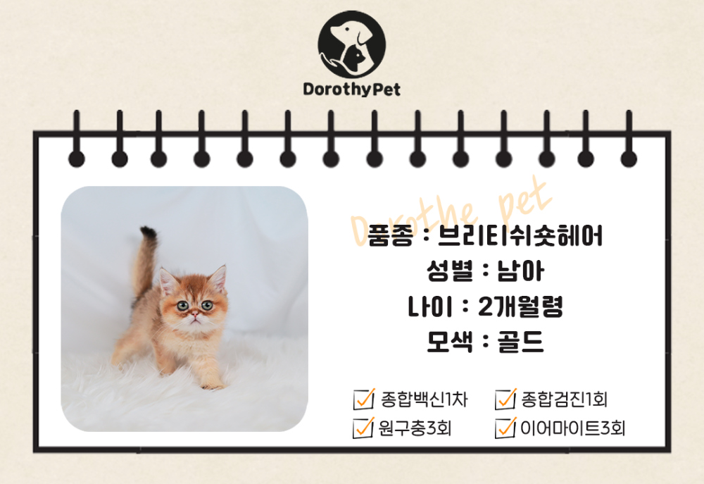 악세사리 상품 이미지-S1L1