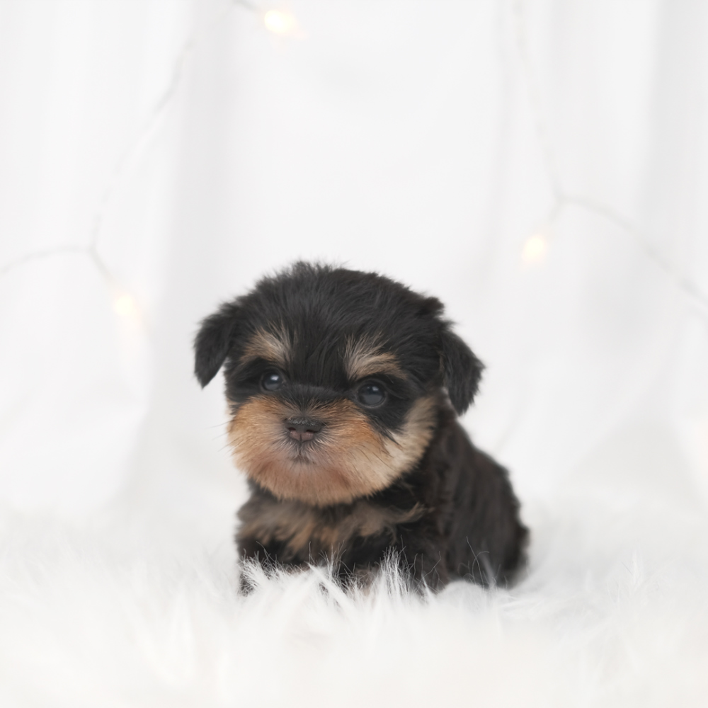악세사리 그레이 색상 이미지-S1L2