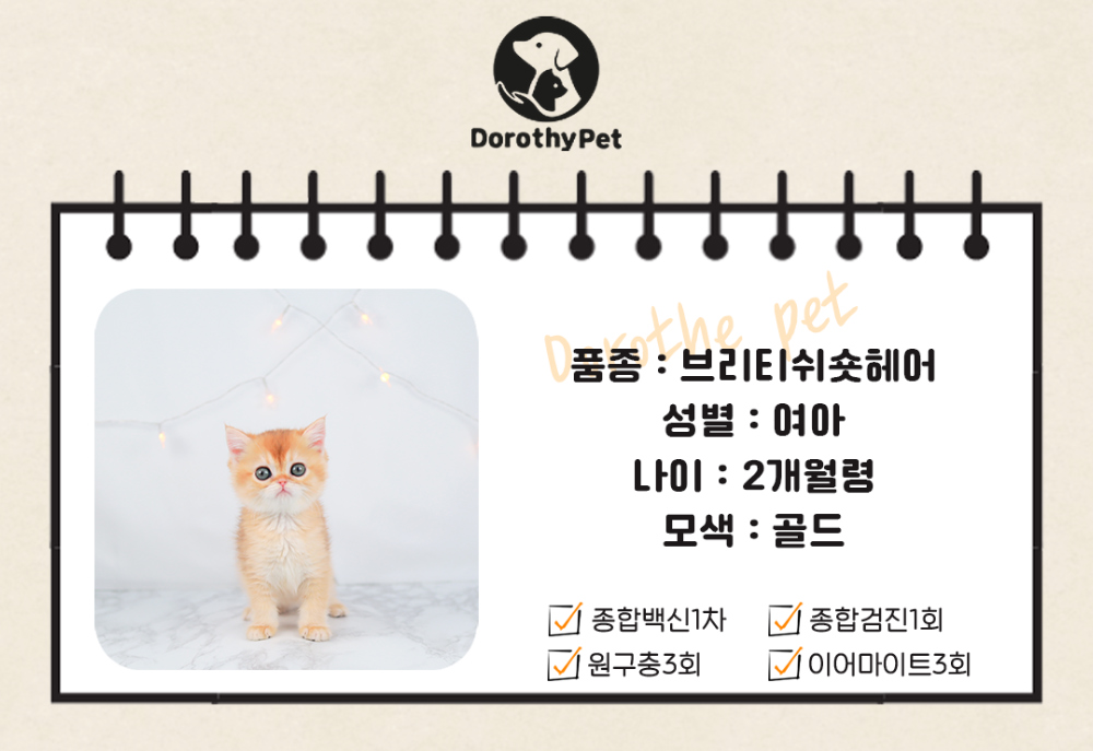 악세사리 상품 이미지-S1L1