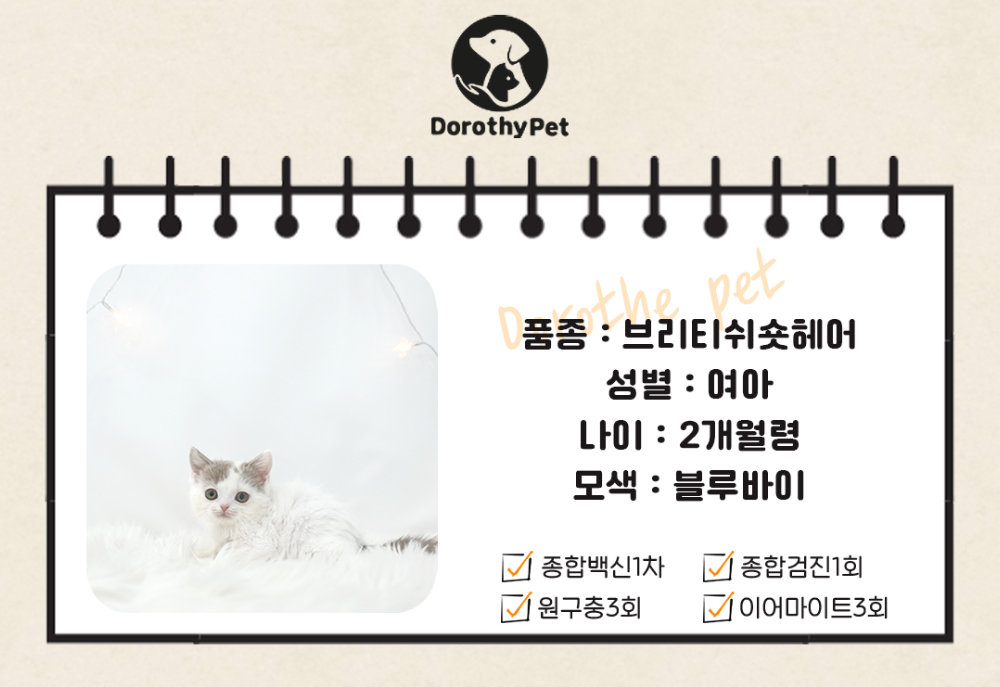 악세사리 상품 이미지-S1L2