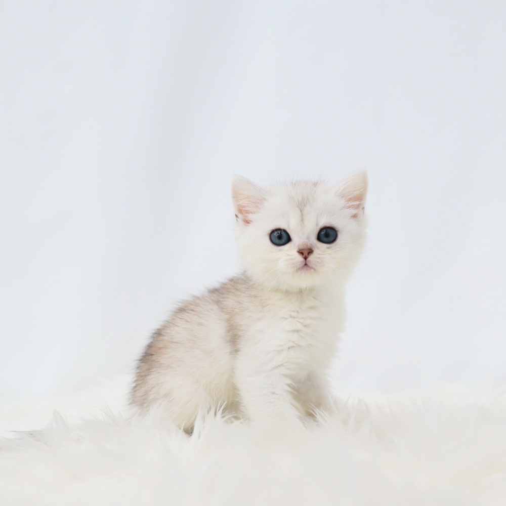 악세사리 상품상세 이미지-S1L4