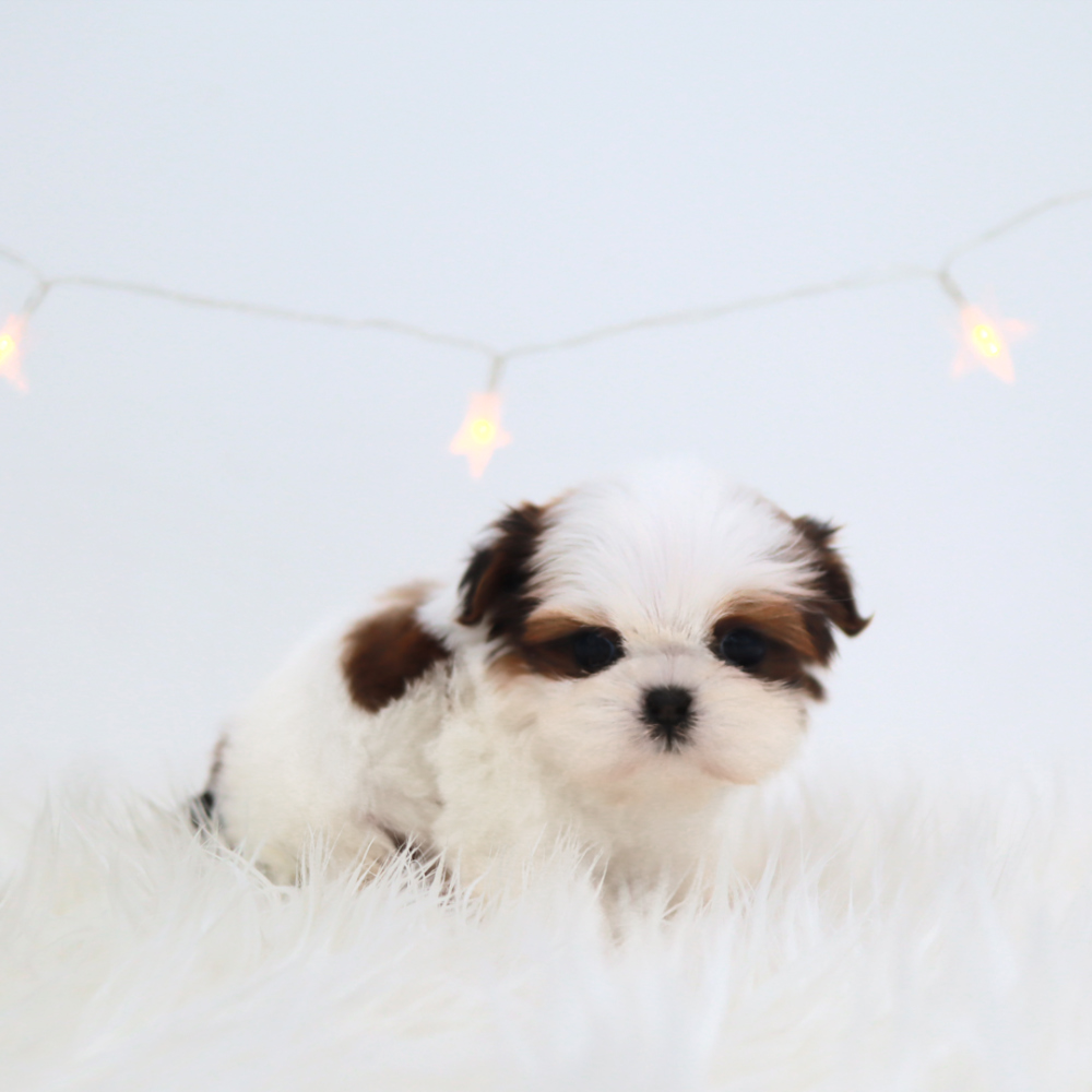 악세사리 크림 색상 이미지-S1L4