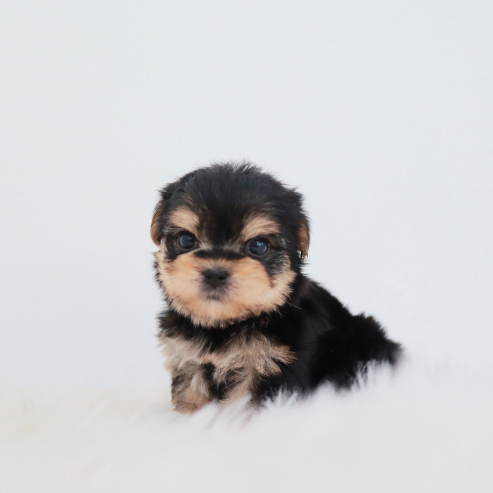 모자 모델 착용 이미지-S1L3