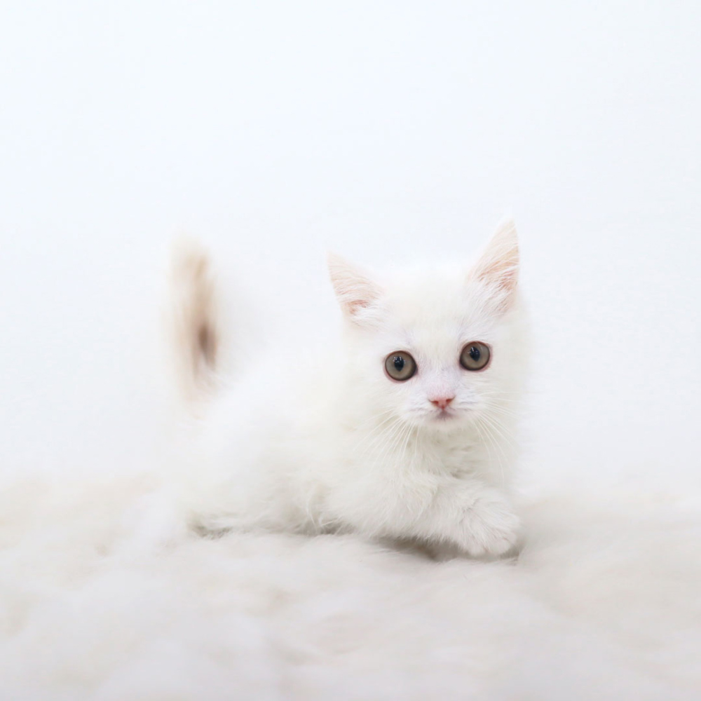 악세사리 상품상세 이미지-S1L4