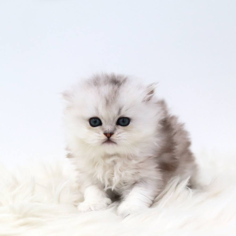 재킷 크림 색상 이미지-S1L4