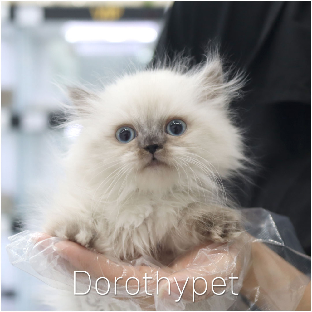 악세사리 크림 색상 이미지-S1L3