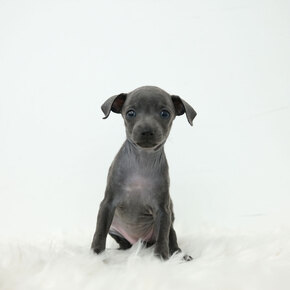 이탈리안그레이하운드