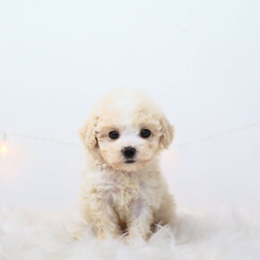 푸숑