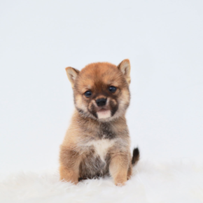 시바이누