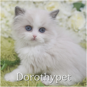 랙돌