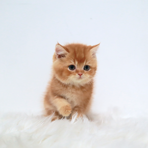 브리티쉬숏헤어