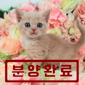 브리티쉬숏헤어