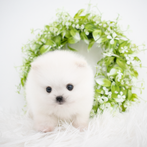포메라니안