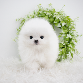 포메라니안