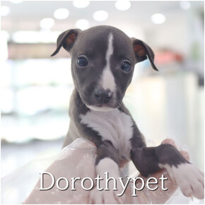 이탈리안그레이하운드