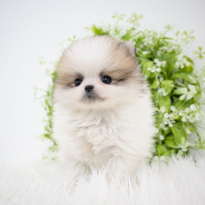 포메라니안