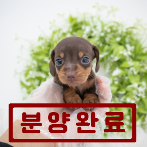 닥스훈트