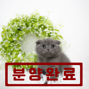 스코티쉬폴드