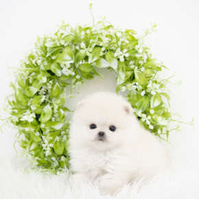 포메라니안