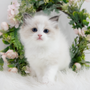랙돌