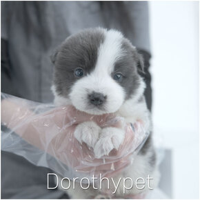 보더콜리