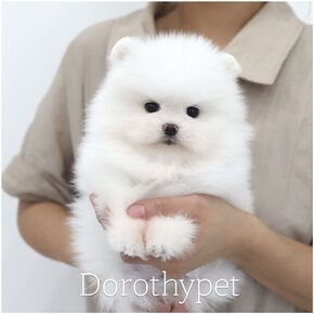 포메라니안