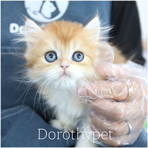브리티쉬롱헤어