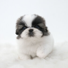 페키니즈