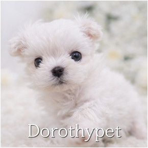말티즈